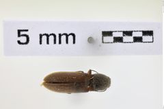Foto (Dorsalansicht) von Limonius pectoralis (NHMW-ZOO-COL-0008605)